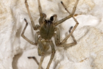 La Cheiracanthe. Un mle (Araneae - Cheiracanthiidae - Cheiracanthium mildei)